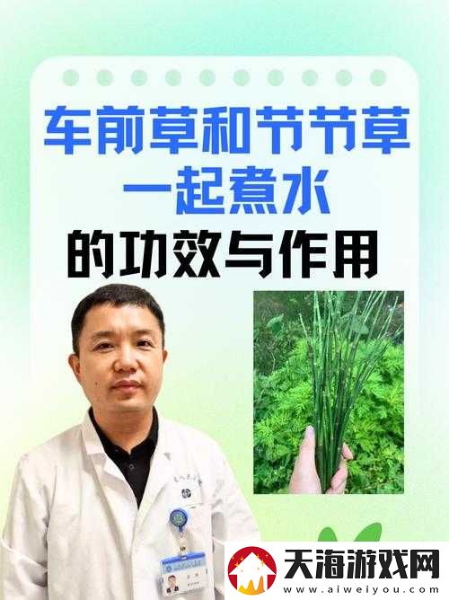 一号嫩叶草和二号嫩叶草的区别：特性与差异对比