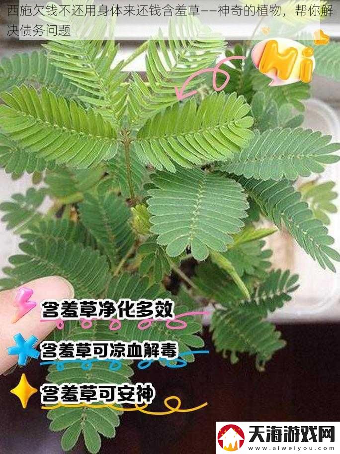 西施欠钱不还用身体来还钱含羞草——神奇的植物-帮你解决债务问题