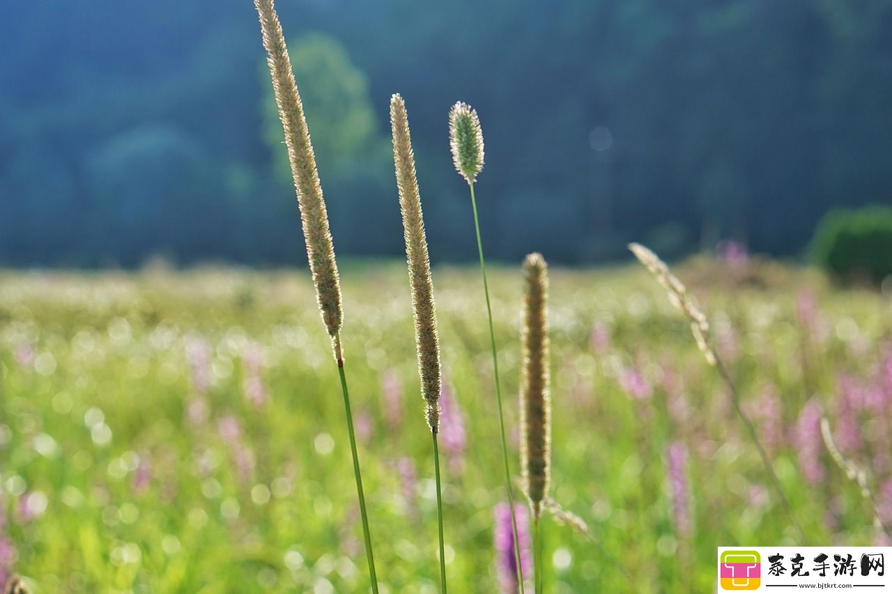 草在线观看:-探索新兴的在线草地文化！