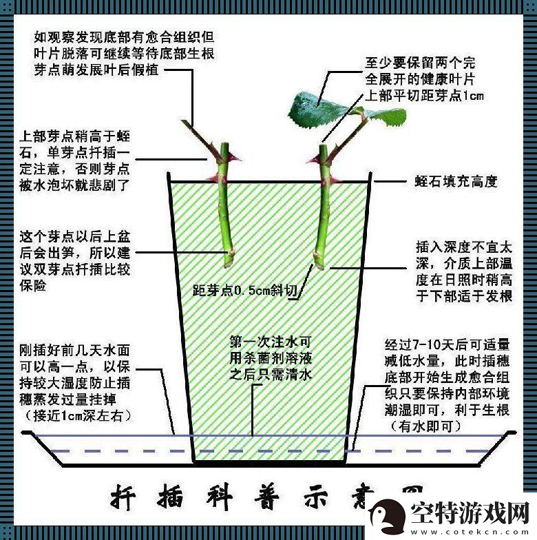 日本72变插花术：笑谈东瀛创新风潮！