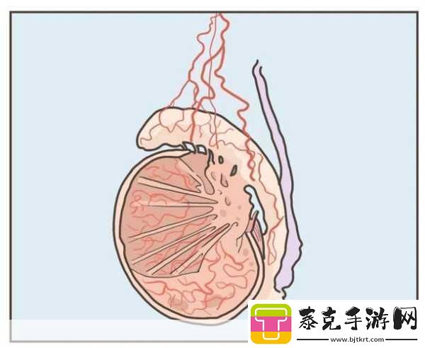 蛋蛋立了长什么样子呢：1.-蛋蛋立的奇妙形状与构造探秘！