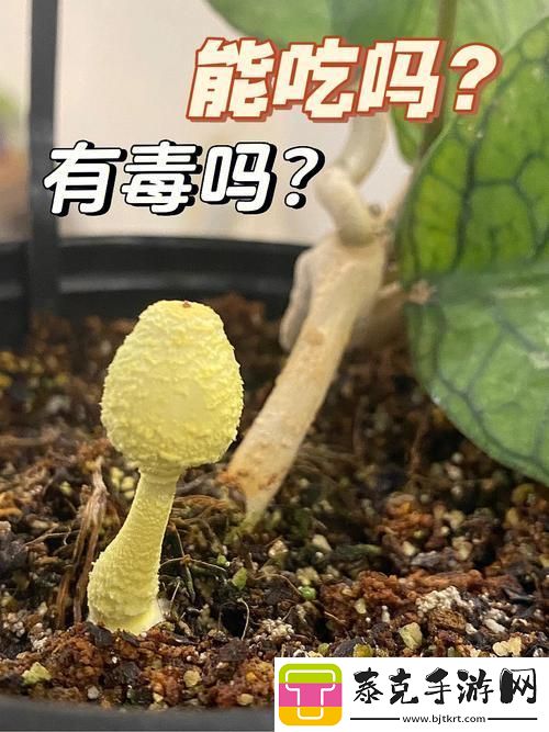 “奇葩‘菌’临：蘑菇头顶开花缝-游戏界的崛起异彩！！