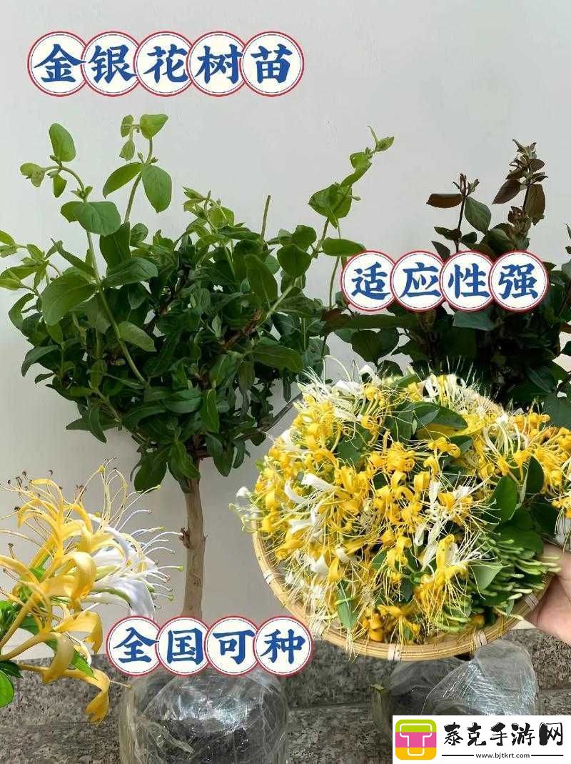 娃娃记金银花原文阅读：探秘金银花的世界！