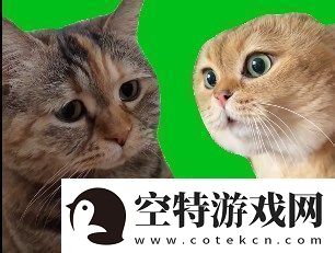 猫猫对话是什么梗络用语-猫猫对话梗意思及出处分享！