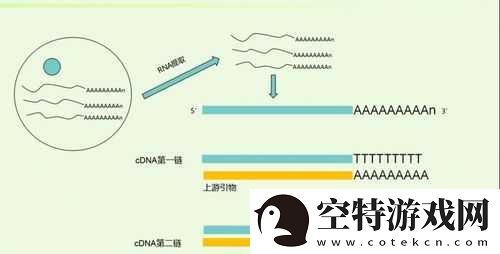 RNA-与-cDNA-杂交的原理及应用！