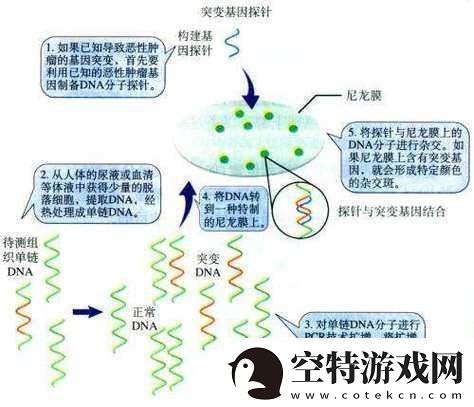 DNA与RNA杂交片段的奥秘