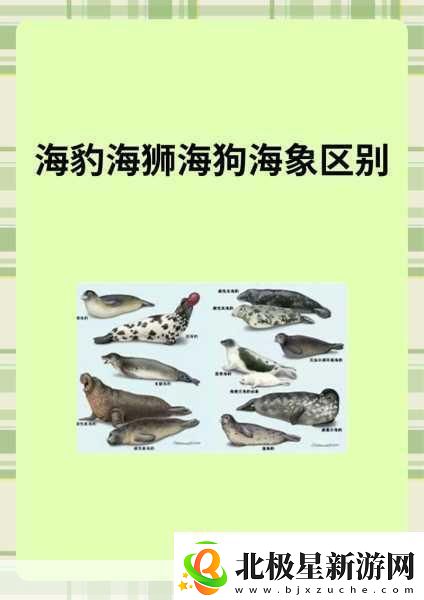 AAAA级毛皮最火的一句透露了中文社区开放信息深度解析AAAA级毛皮在中文社区的热潮与趋势