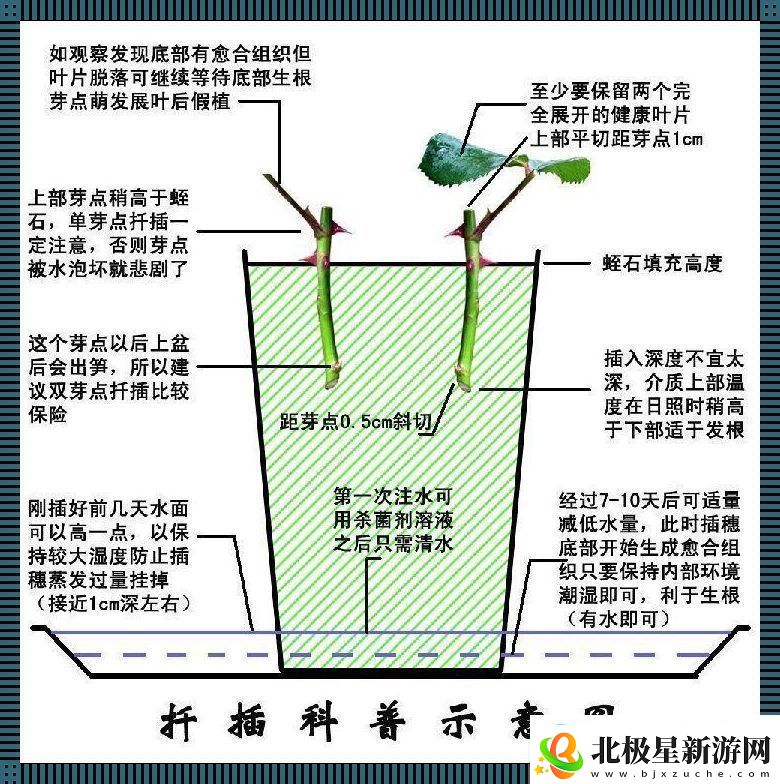 日本72变插花术：笑谈东瀛创新风潮